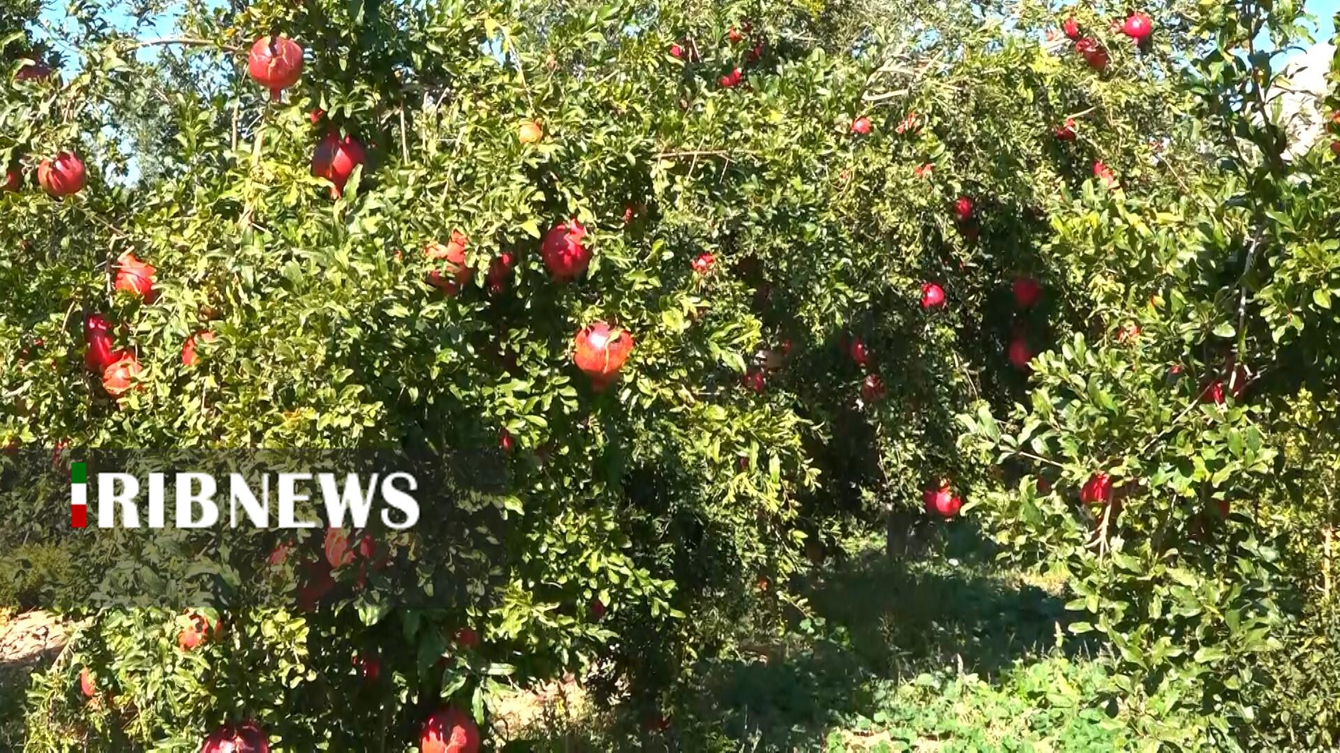 پیام سپاهان