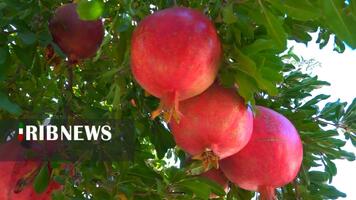 پیام سپاهان