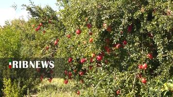 پیام سپاهان