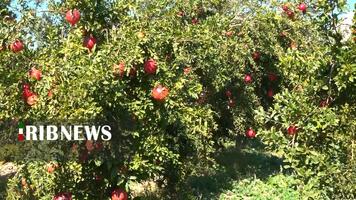 پیام سپاهان