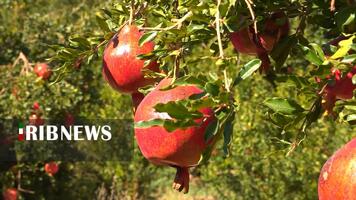 پیام سپاهان