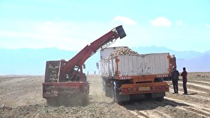 آغاز برداشت چغندر قند از مزارع بویین میاندشت