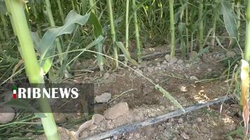 پیام سپاهان