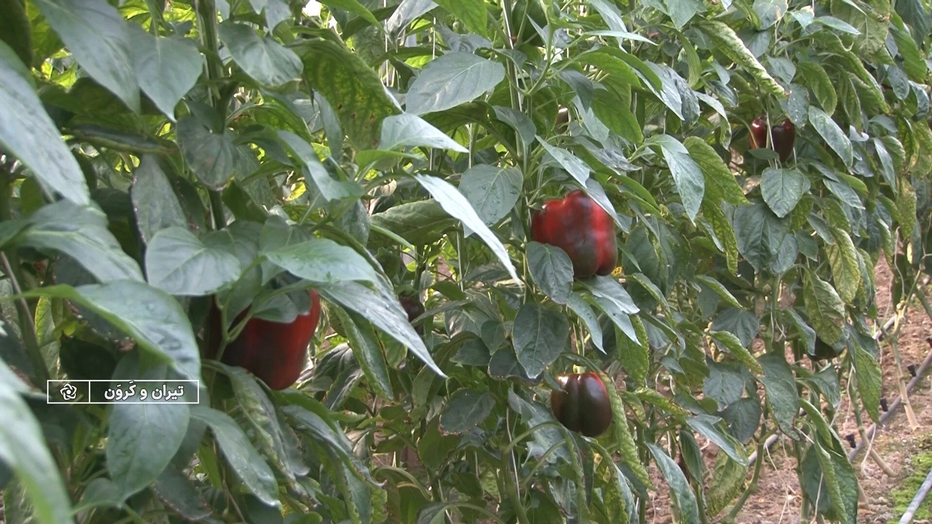 پیام سپاهان