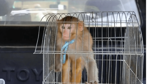 کشف میمون قاچاق از مخفی‌گاه موادفروش خمینی‌شهری