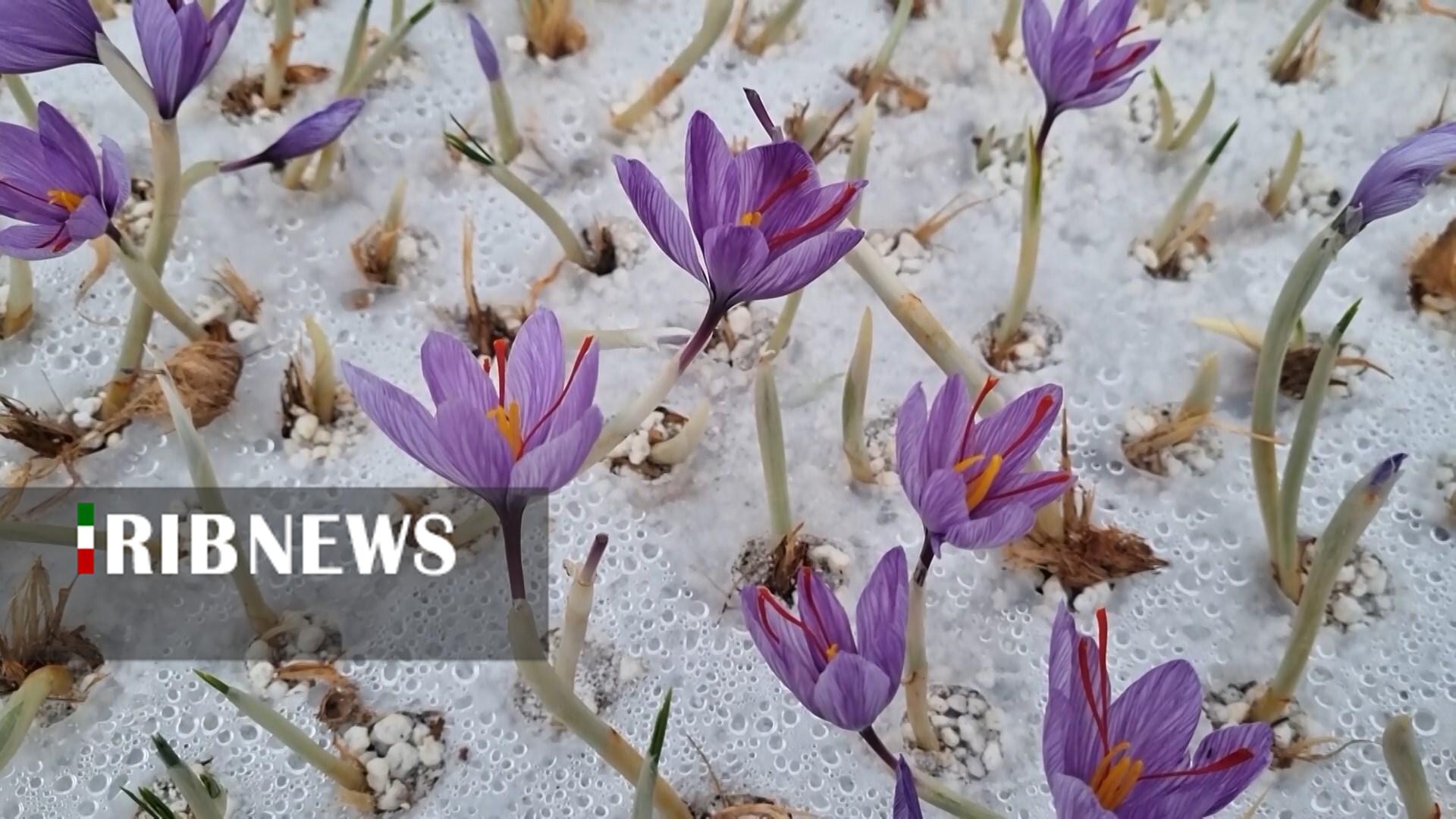 پیام سپاهان