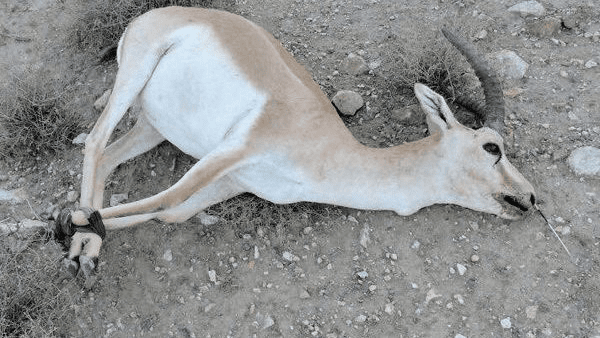 پیام سپاهان