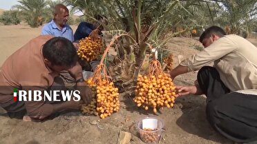 برداشت خرمای دیمی در چاه عروس ابوزیدآباد آران وبیدگل