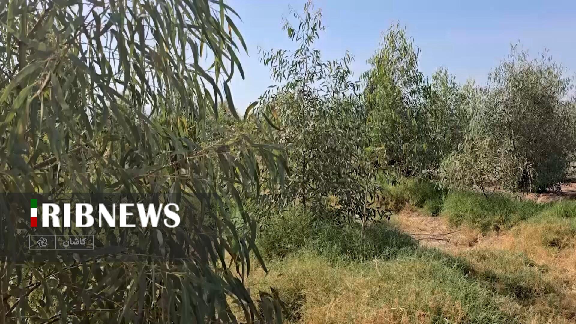 پیام سپاهان