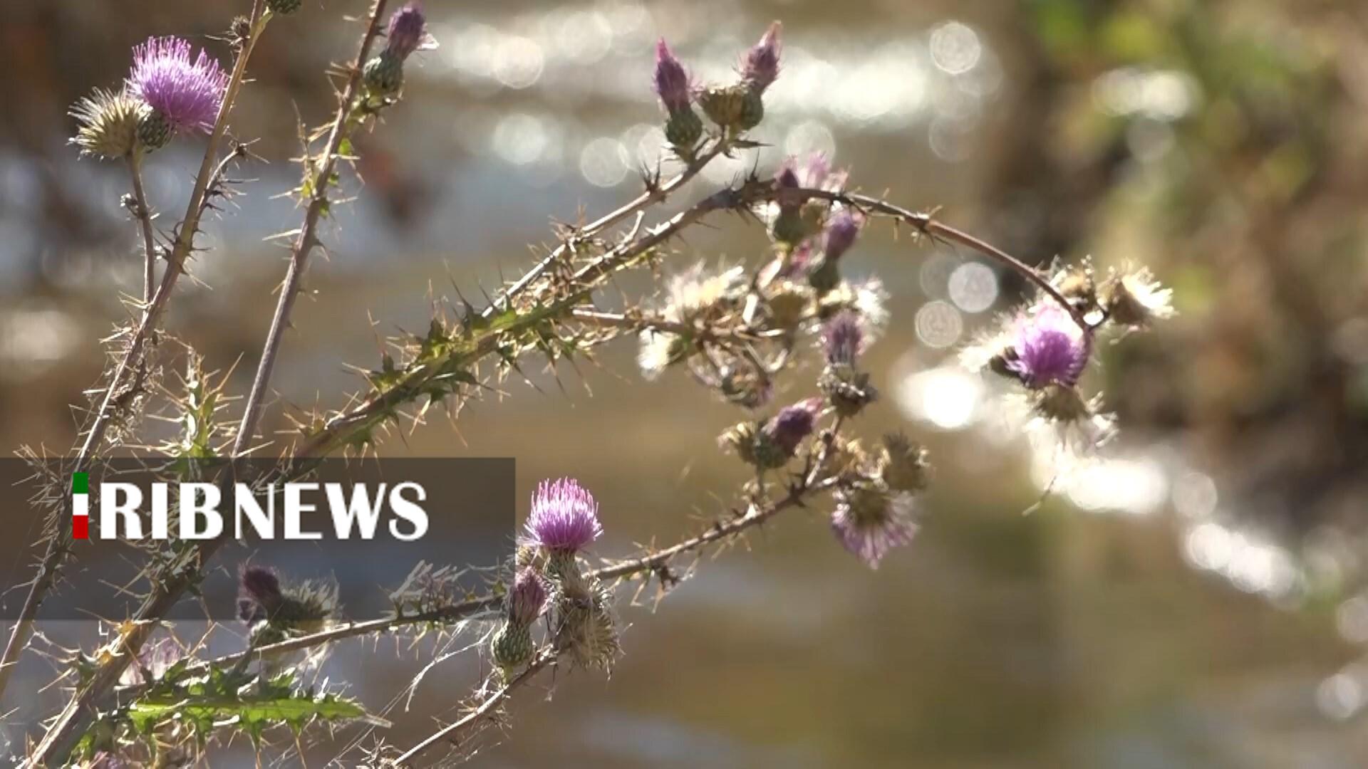 پیام سپاهان