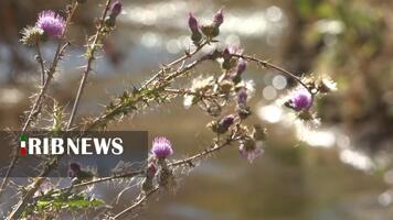 پیام سپاهان