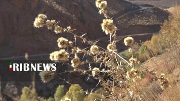 پیام سپاهان