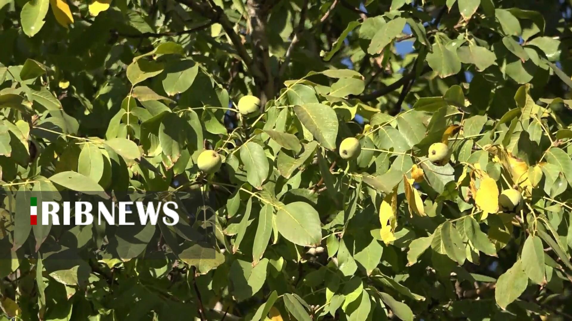 پیام سپاهان