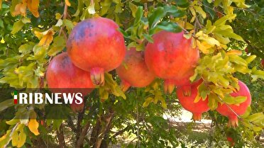 روایتی از تلاش در دل باغ های شهرضا