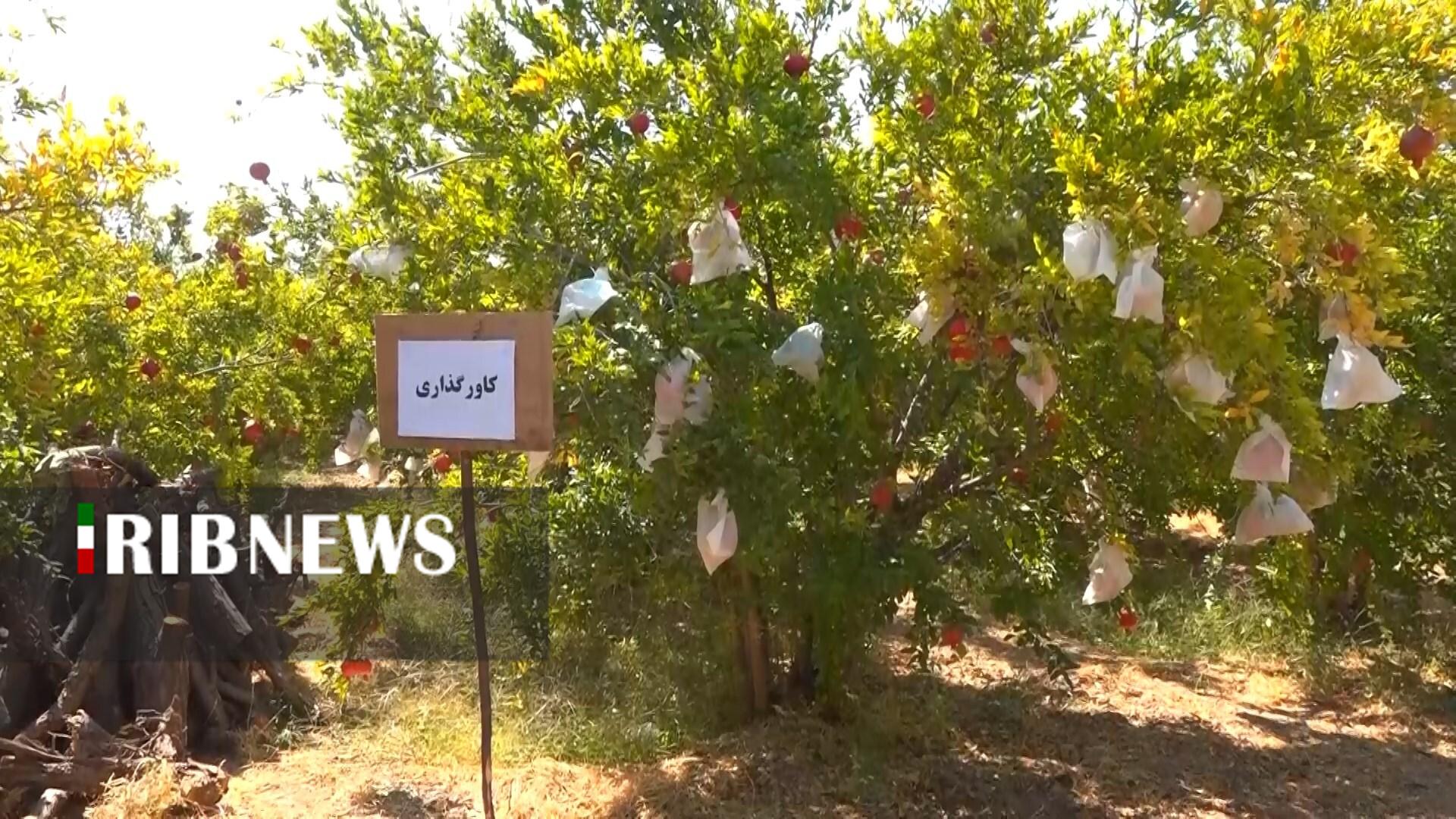 پیام سپاهان