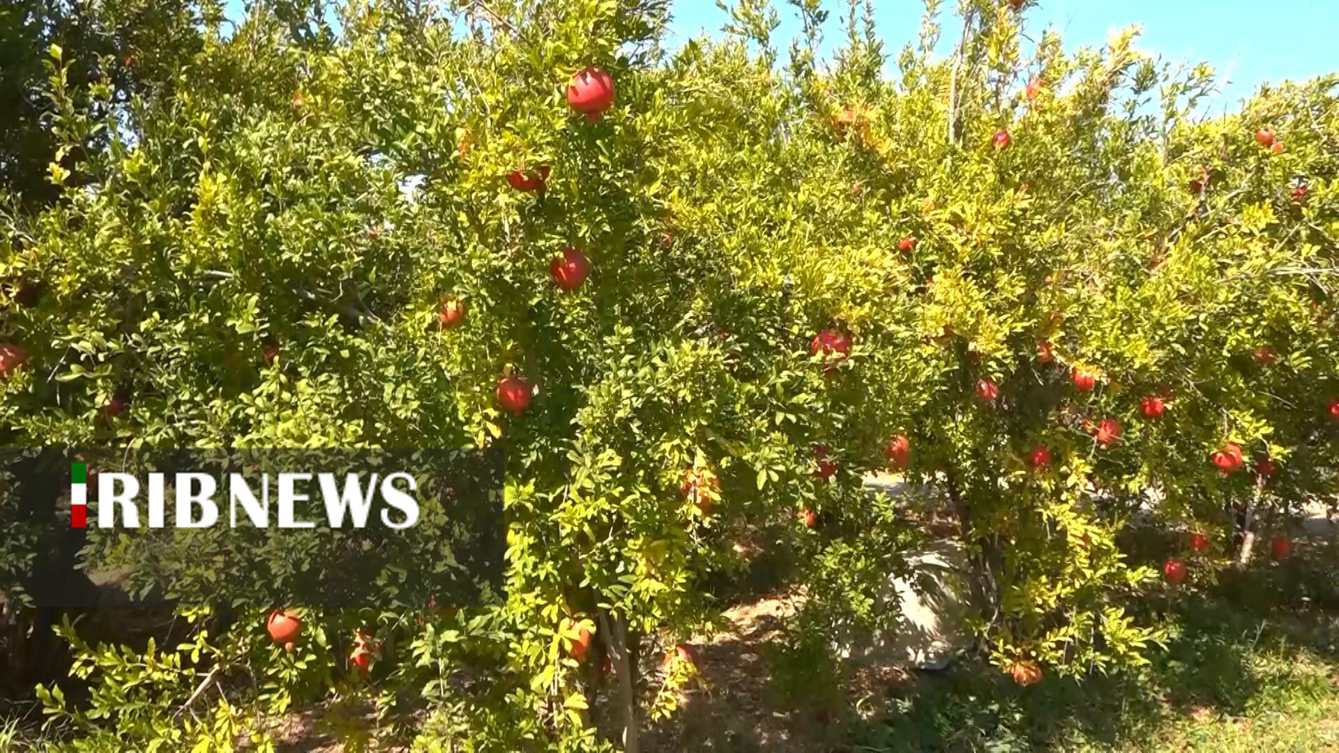 پیام سپاهان