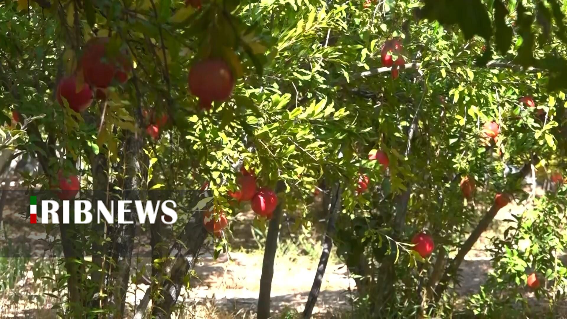 پیام سپاهان