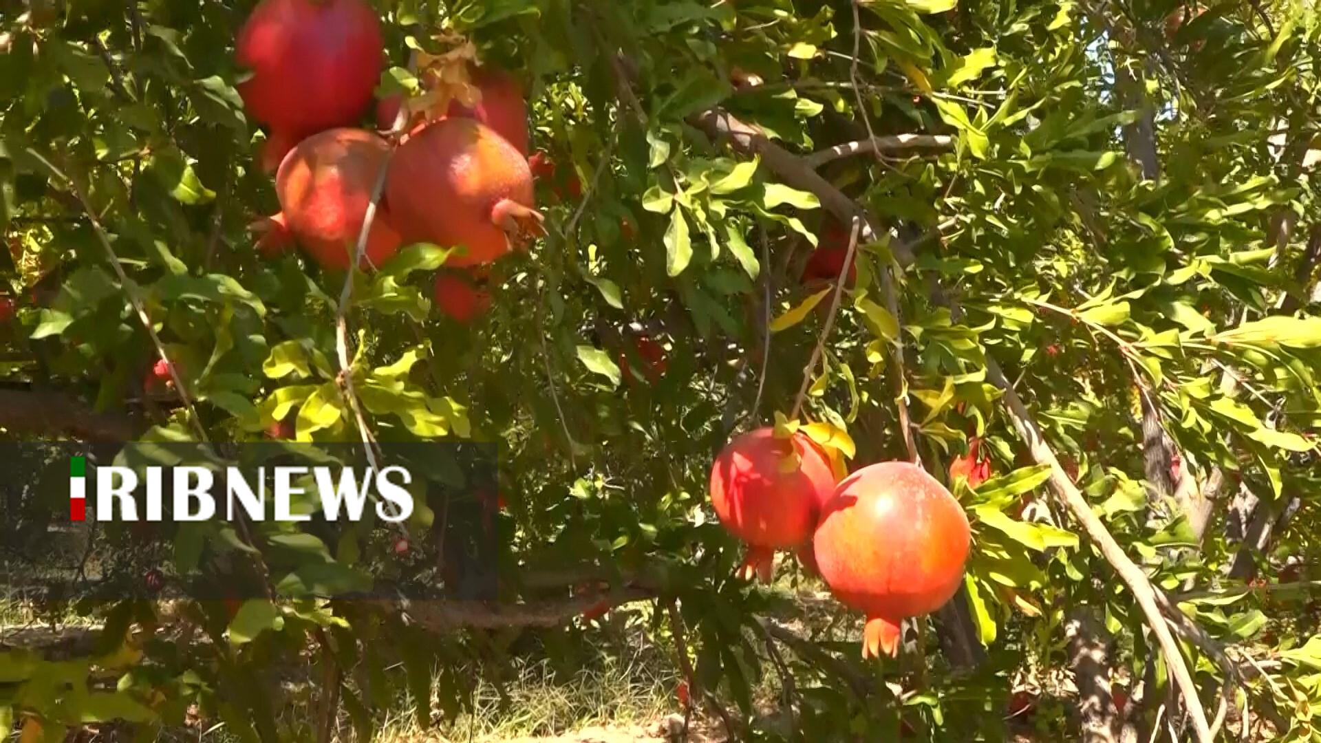 پیام سپاهان