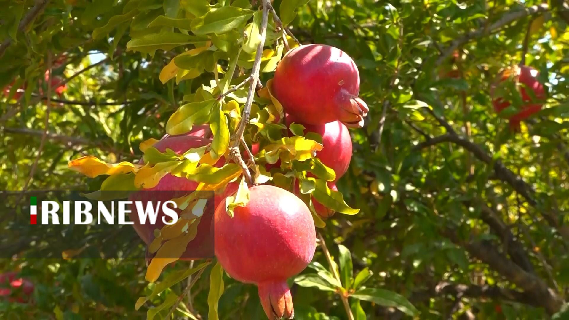 پیام سپاهان