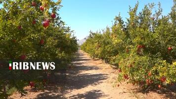 پیام سپاهان