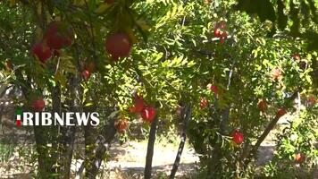 پیام سپاهان