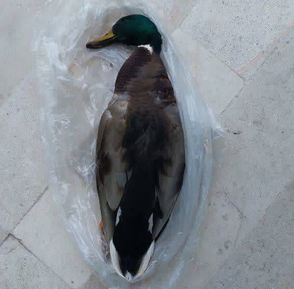 پیام سپاهان