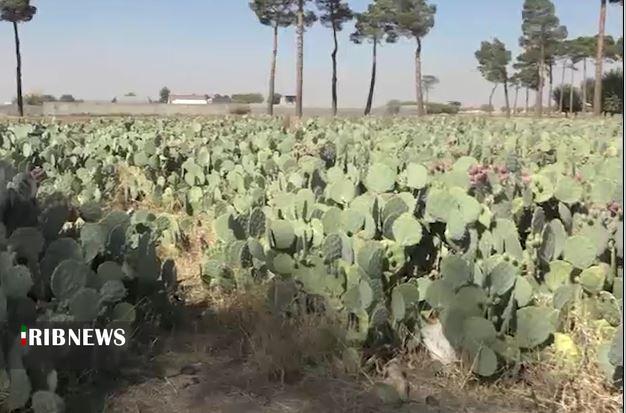 پیام سپاهان