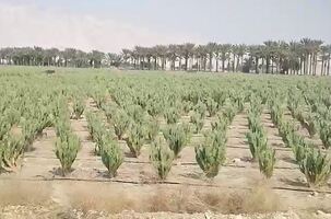 پیام سپاهان