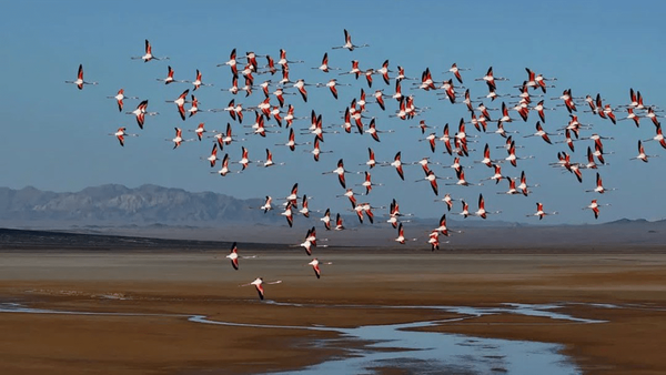 پیام سپاهان