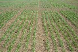 پیام سپاهان