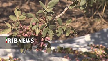 آغاز برداشت پسته از هزار و ۶۰۰ هکتار باغ‌های بارور اردستان