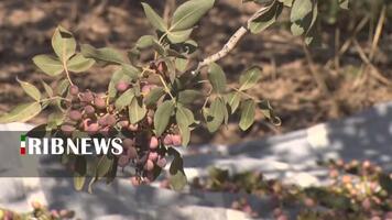 پیام سپاهان