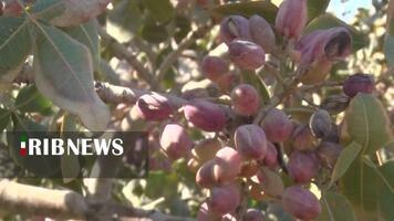 پیام سپاهان