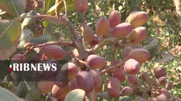 پیام سپاهان