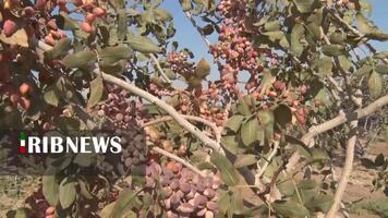 پیام سپاهان