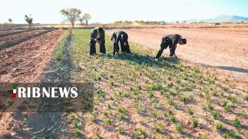 پیام سپاهان