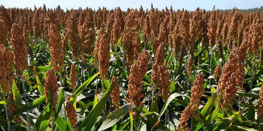 پیش بینی برداشت صد هزار تُن ذرت علوفه‌ای در اردستان