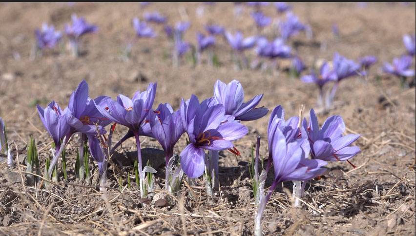 پیام سپاهان