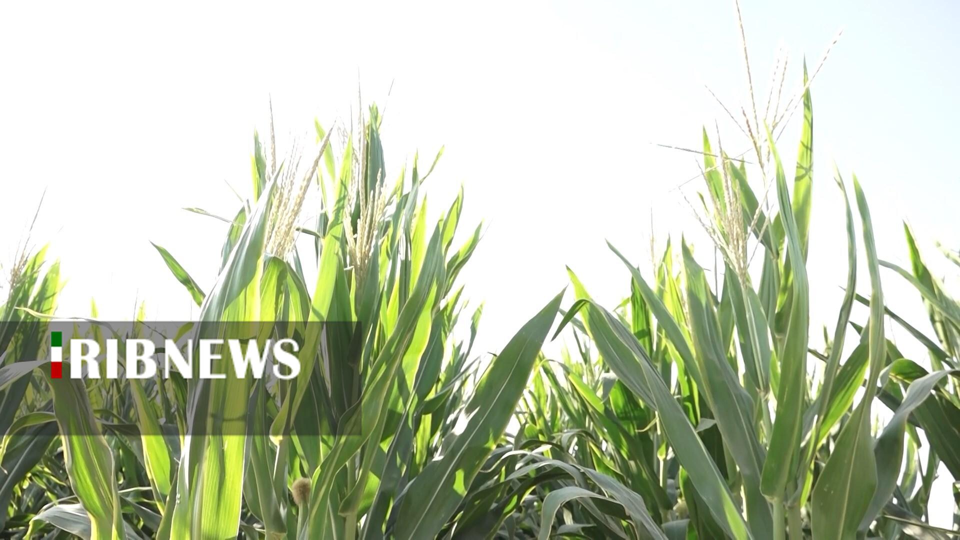 پیام سپاهان