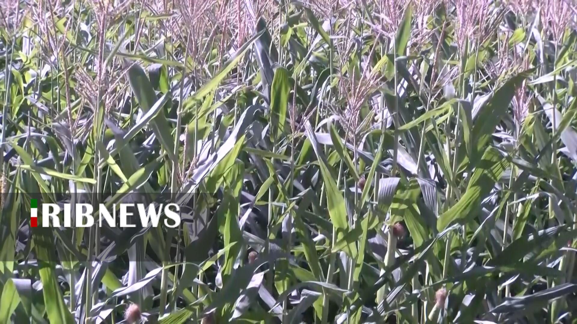 پیام سپاهان