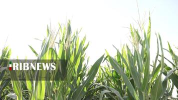 پیام سپاهان