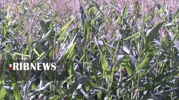 پیام سپاهان