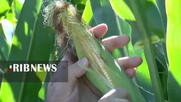 پیام سپاهان