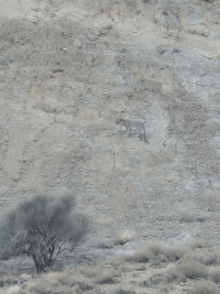 رد پای تازه پلنگ ایرانی در ارتفاعات خور و بیابانک