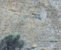 ثبت حضور پلنگ ایرانی در خوروبیابانک