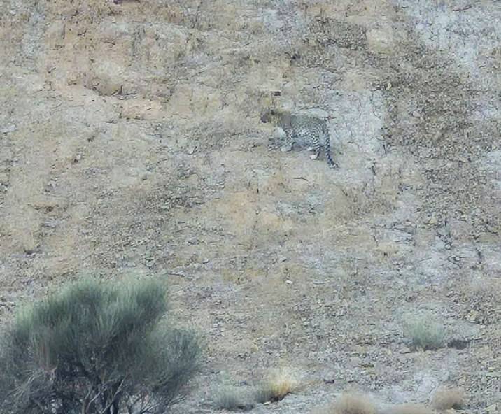 پیام سپاهان