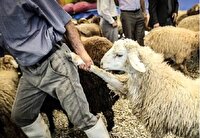 کشف قاچاق احشام در فلاورجان