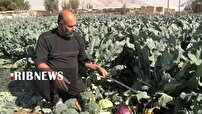 افزایش ۵۰ درصدی تولید انواع کلم در شهرستان فلاورجان