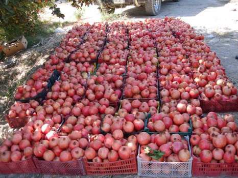 پیام سپاهان