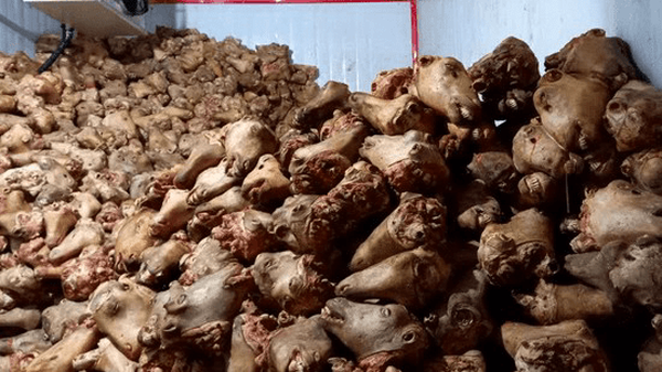 کشف دومین بارِ بزرگ کله پاچه غیربهداشتی در اصفهان